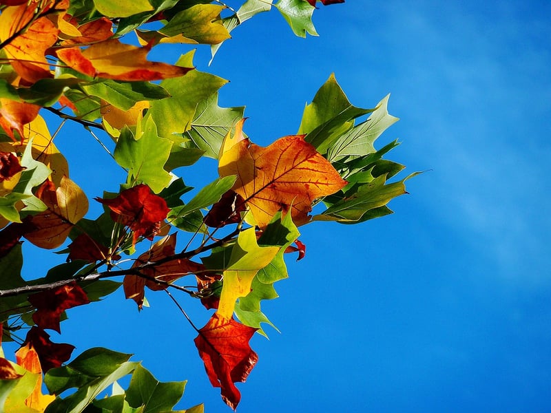 Autumn plants