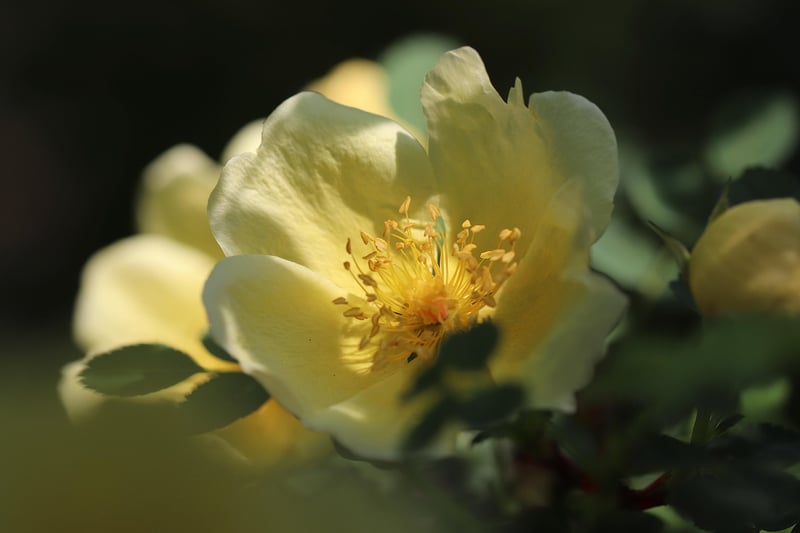 Pruning Rose Plant